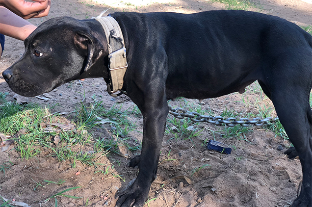 owner sentenced over dog fighting rspca investigation